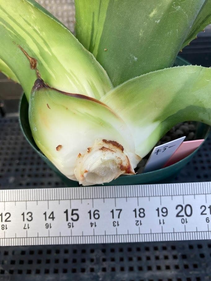 アガベ　オバティフォリア　キラー　【2/8撮影】☆未発根☆