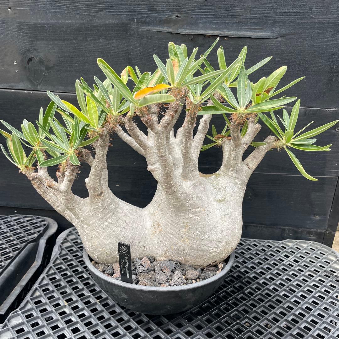 【双頭】パキポデウム・グラキリス