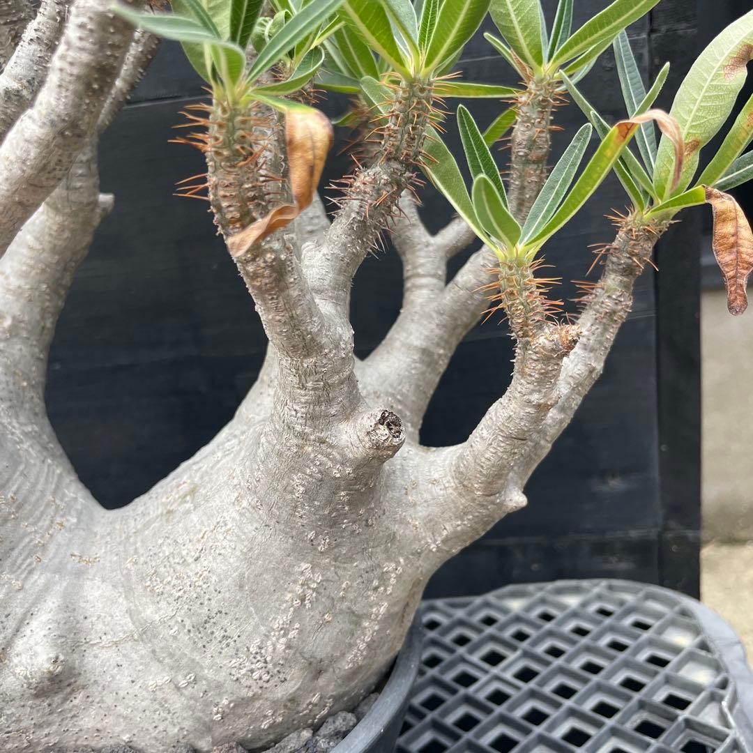 【双頭】パキポデウム・グラキリス