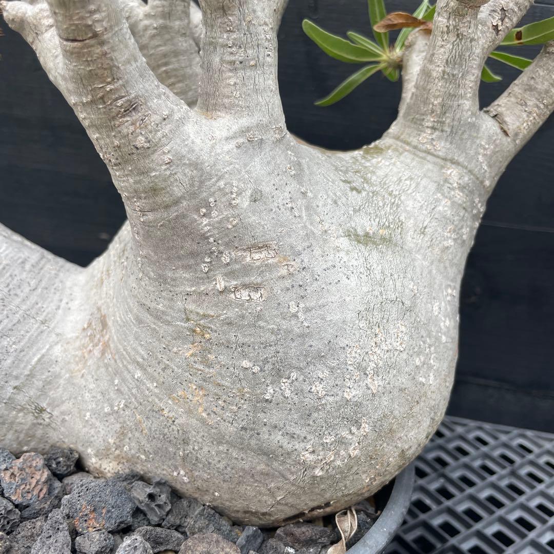 【双頭】パキポデウム・グラキリス