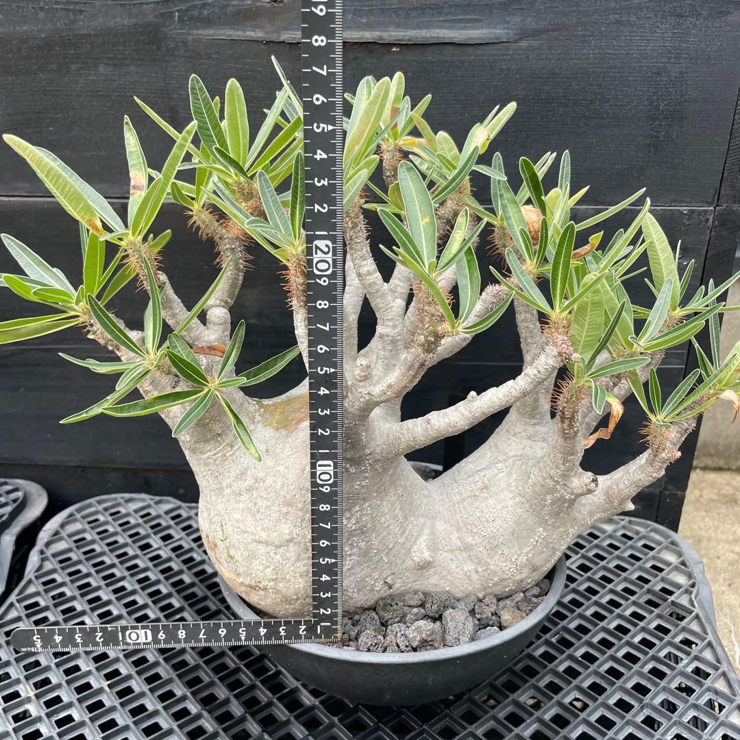 【双頭】パキポデウム・グラキリス