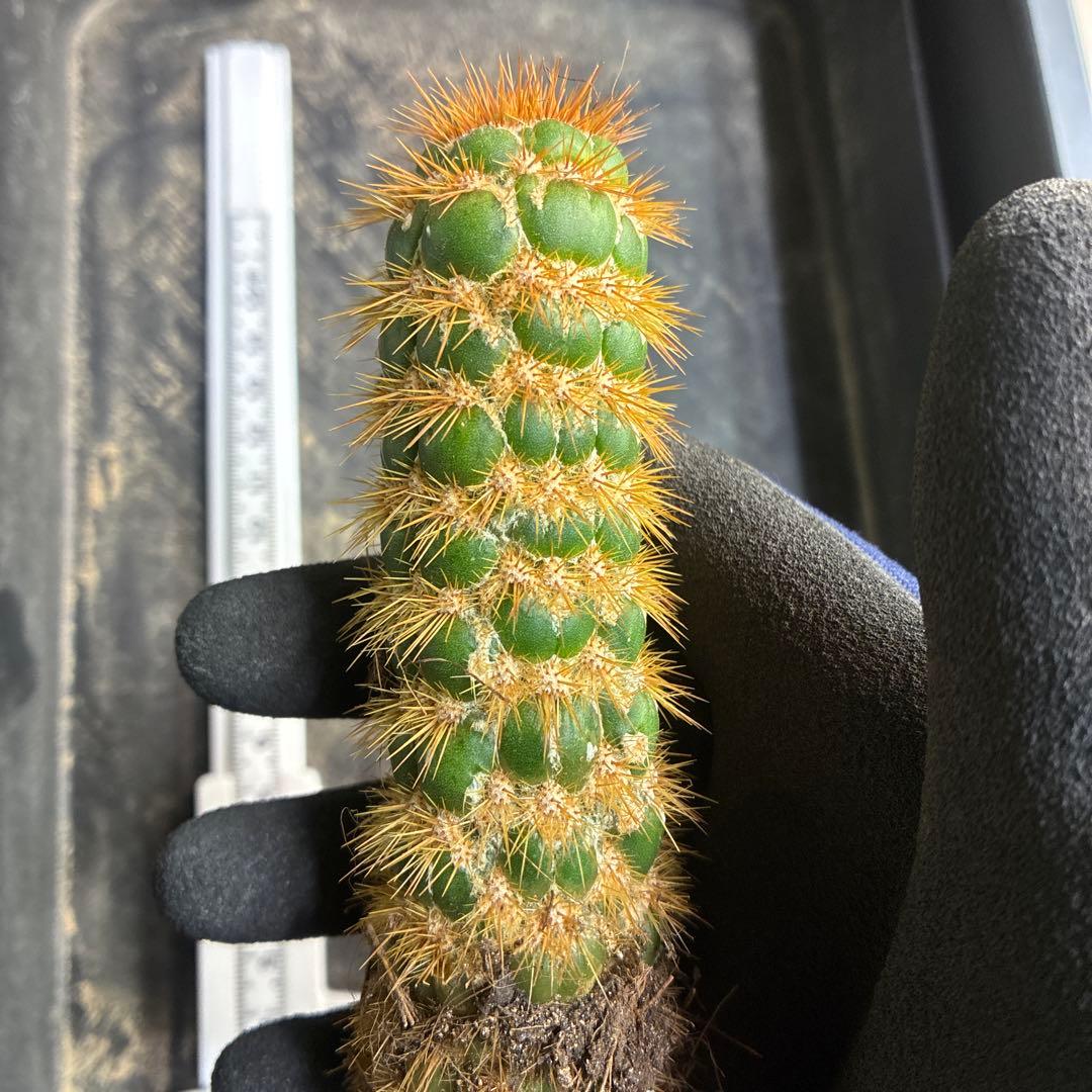 新品種 トリコセレウス スパキアナス スーパーモンストローサ 希少種 1