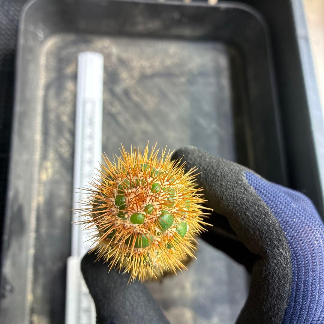 新品種 トリコセレウス スパキアナス スーパーモンストローサ 希少種 1