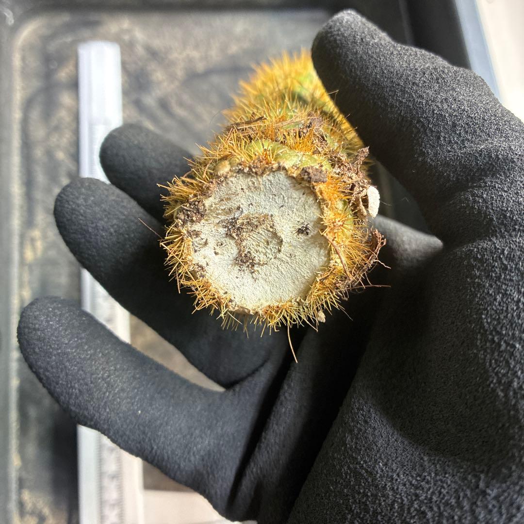 新品種 トリコセレウス スパキアナス スーパーモンストローサ 希少種 1