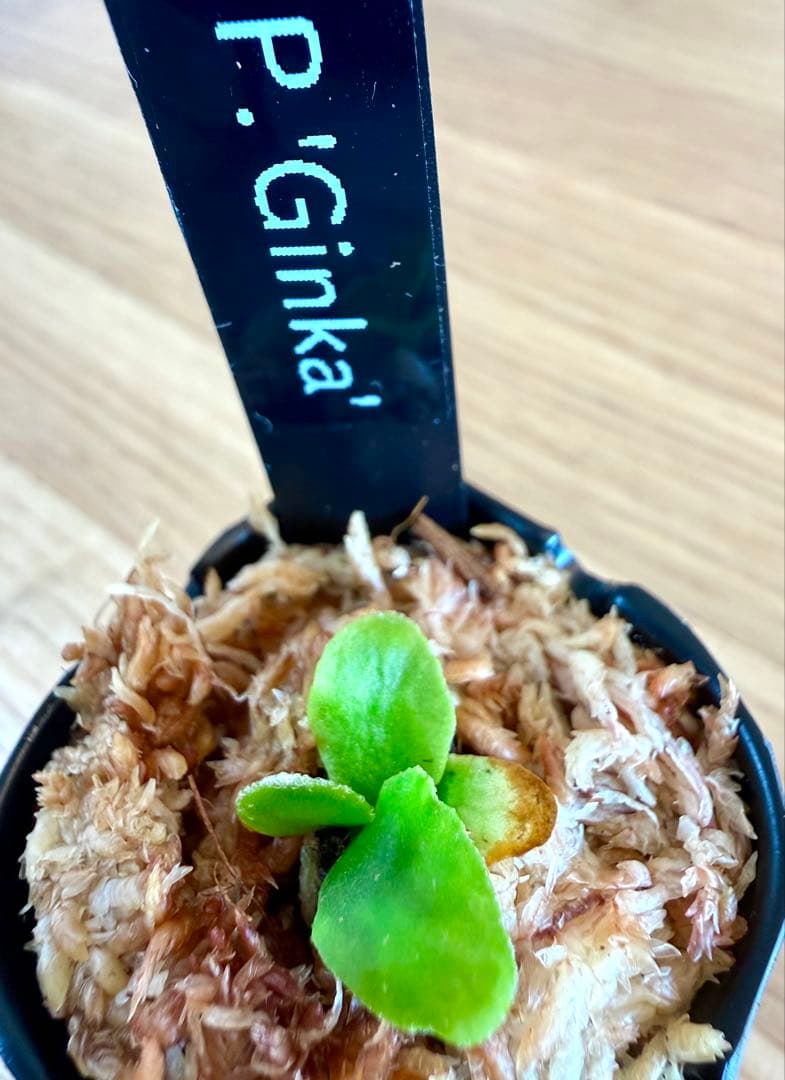 ビカクシダ セット 金童 OMG リドレイドワーフ ギンカ など - メルカリ