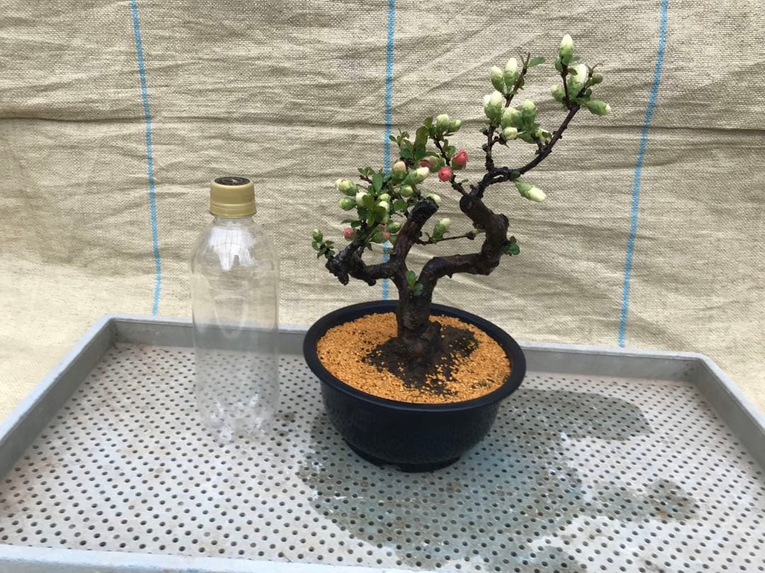 木瓜(ボケ)・放春花 春の泉 6寸(咲分け保証品)③ - メルカリ