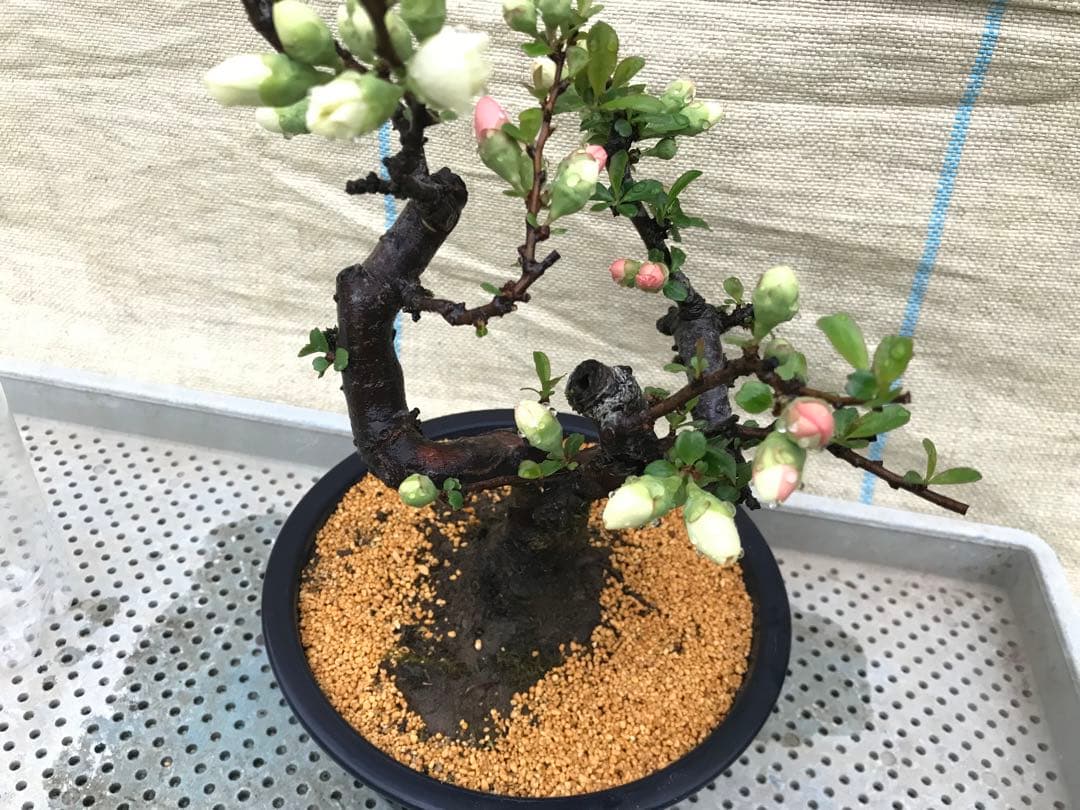 木瓜(ボケ)・放春花 春の泉 6寸(咲分け保証品)③ - メルカリ