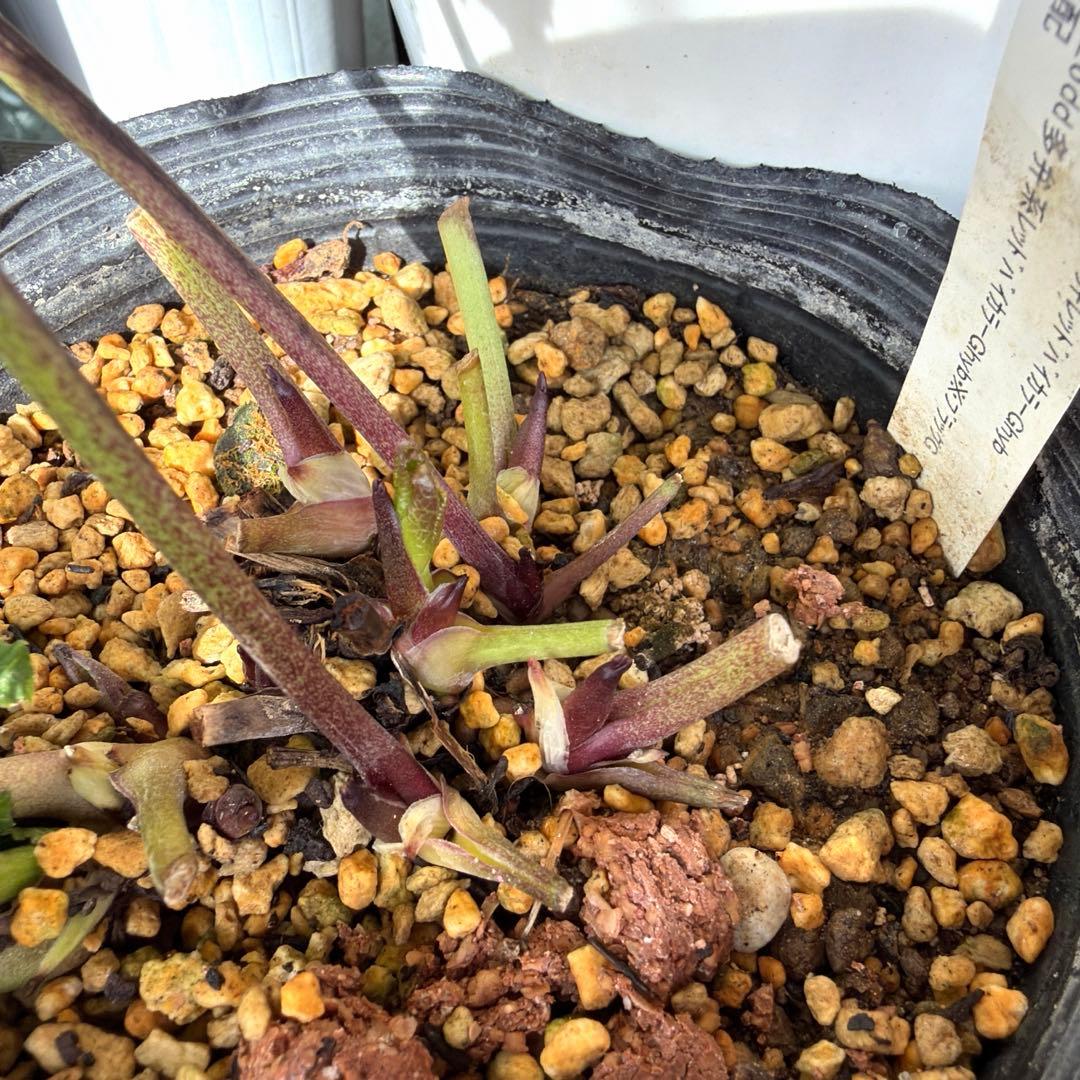 【加藤農園】クリスマスローズ　小輪sd グリーンバイカラー　《2/17》