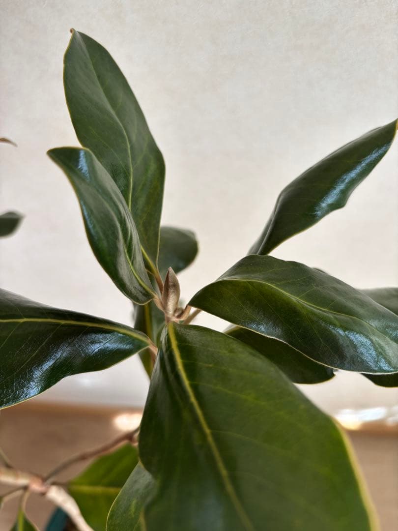 現品発送 ヤマト運輸発送 泰山木 タイサンボク リトルジェム 苗 希少 レア