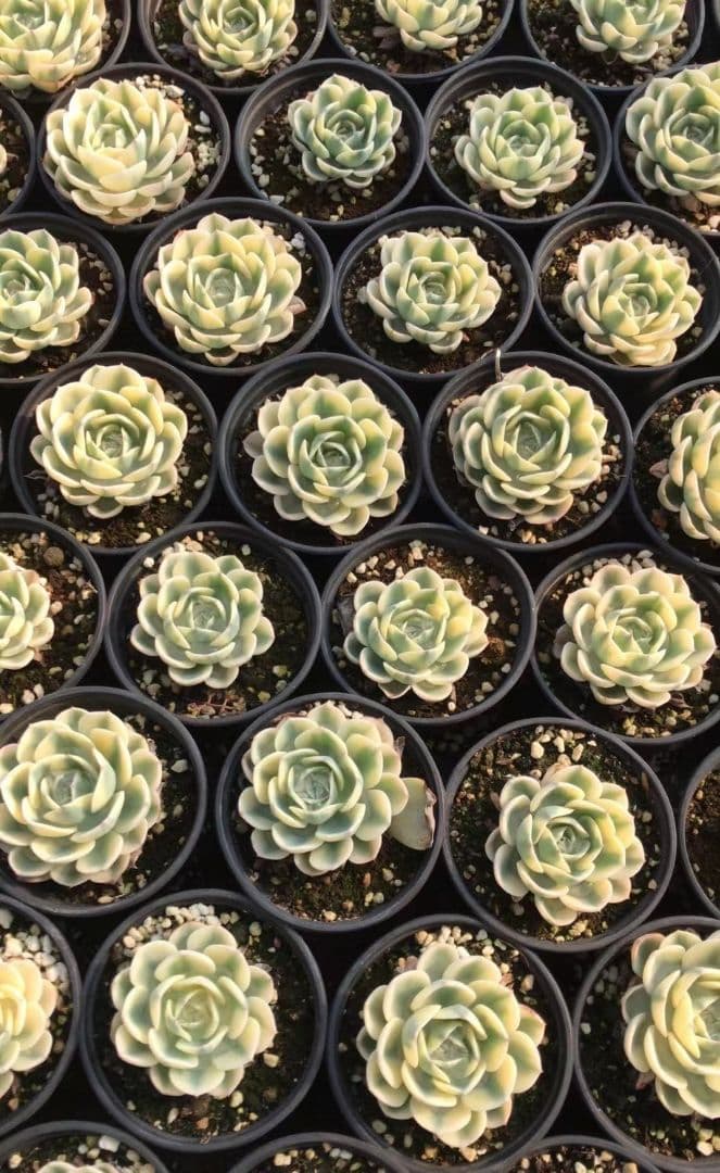 50多肉植物ルノーディーン 50苗4-6CM