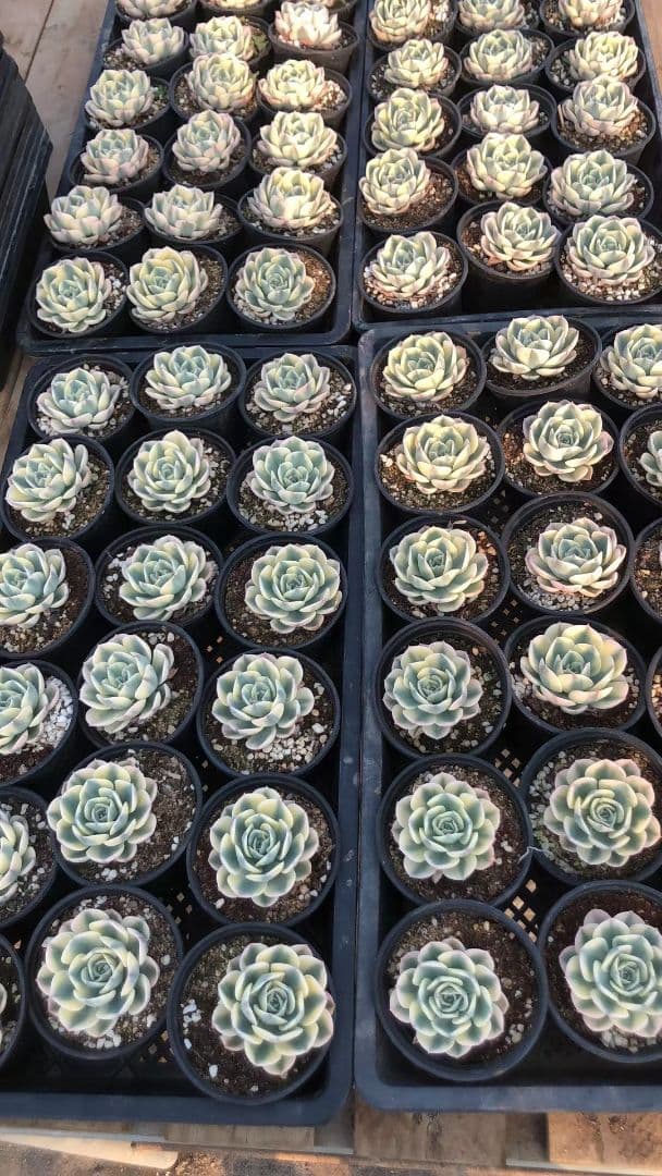 50多肉植物ルノーディーン 50苗4-6CM