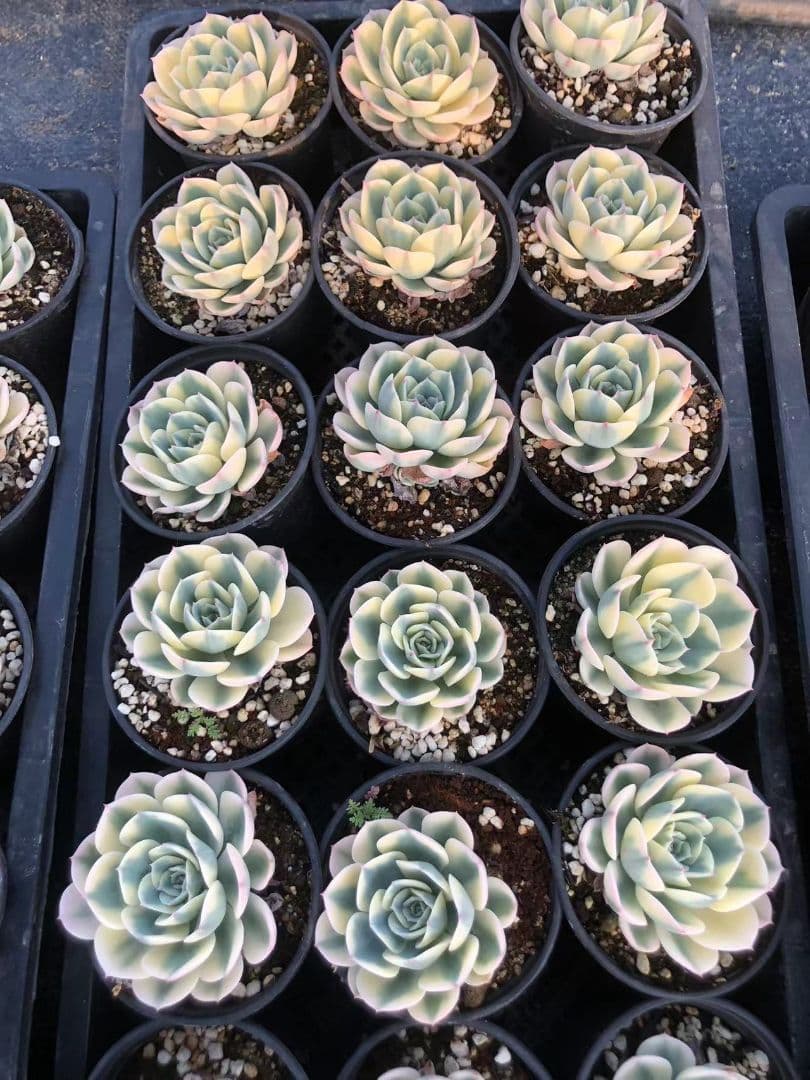 50多肉植物ルノーディーン 50苗4-6CM