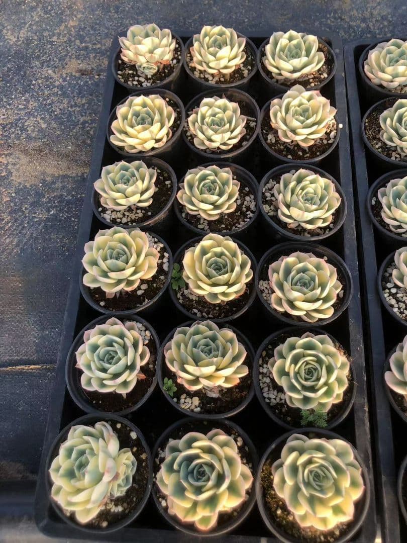 50多肉植物ルノーディーン 50苗4-6CM