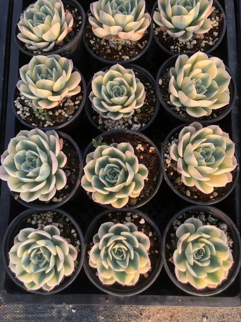 50多肉植物ルノーディーン 50苗4-6CM