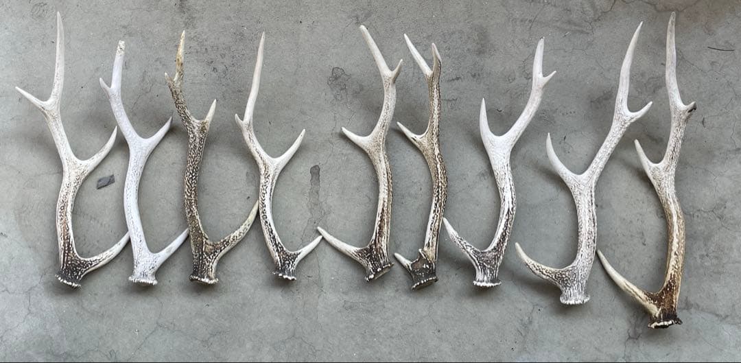 土日限定値下げ！鹿の角　9本　まとめ売り