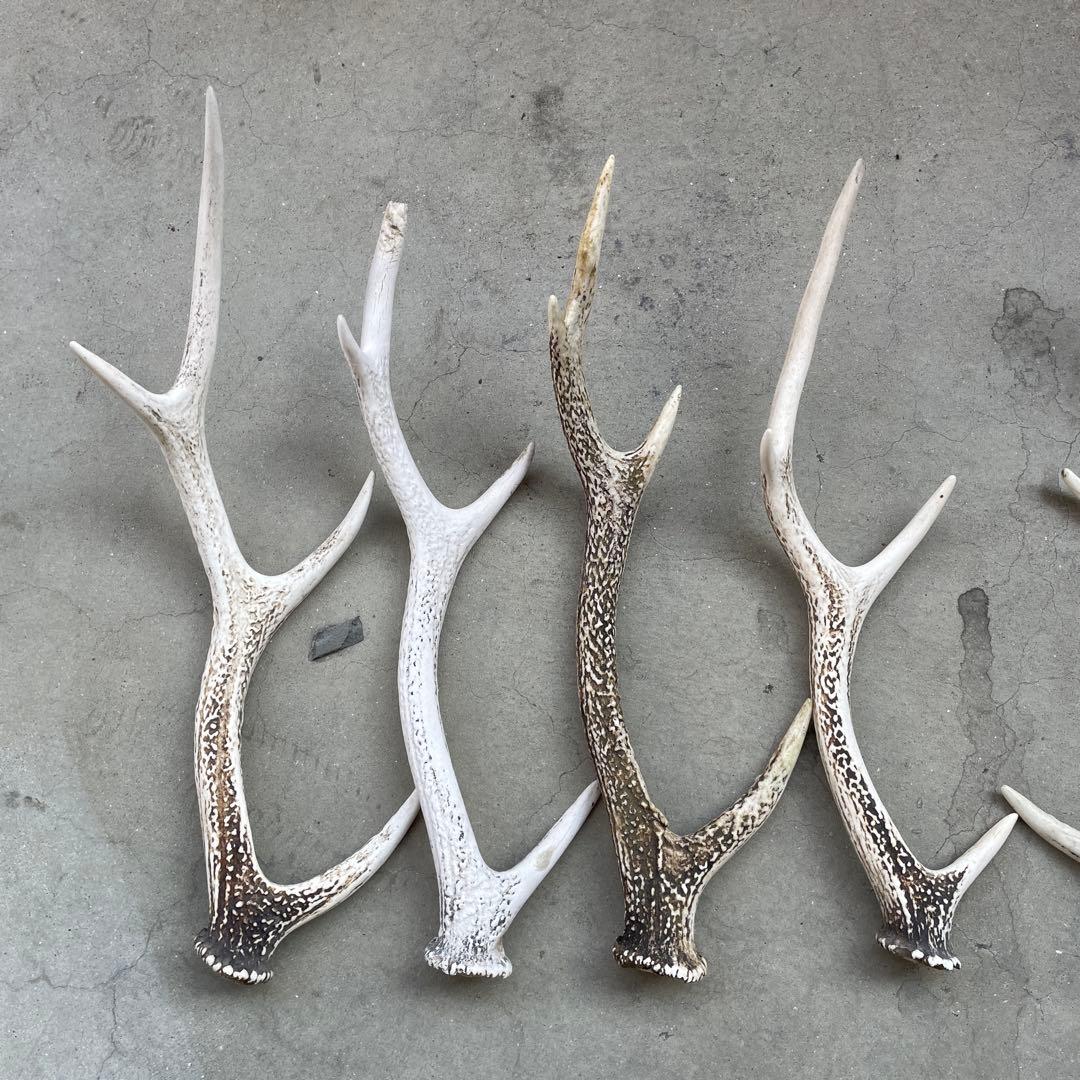 土日限定値下げ！鹿の角　9本　まとめ売り