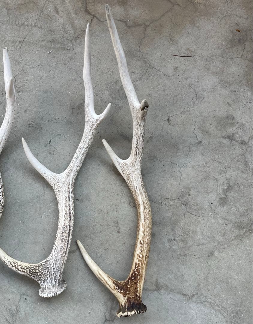 土日限定値下げ！鹿の角　9本　まとめ売り