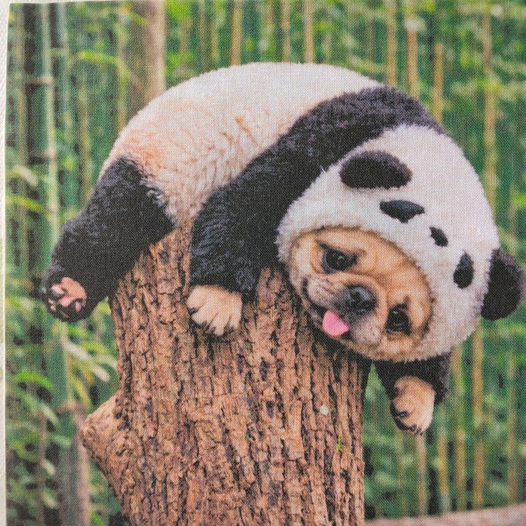 ☆受付☆パグ No.B