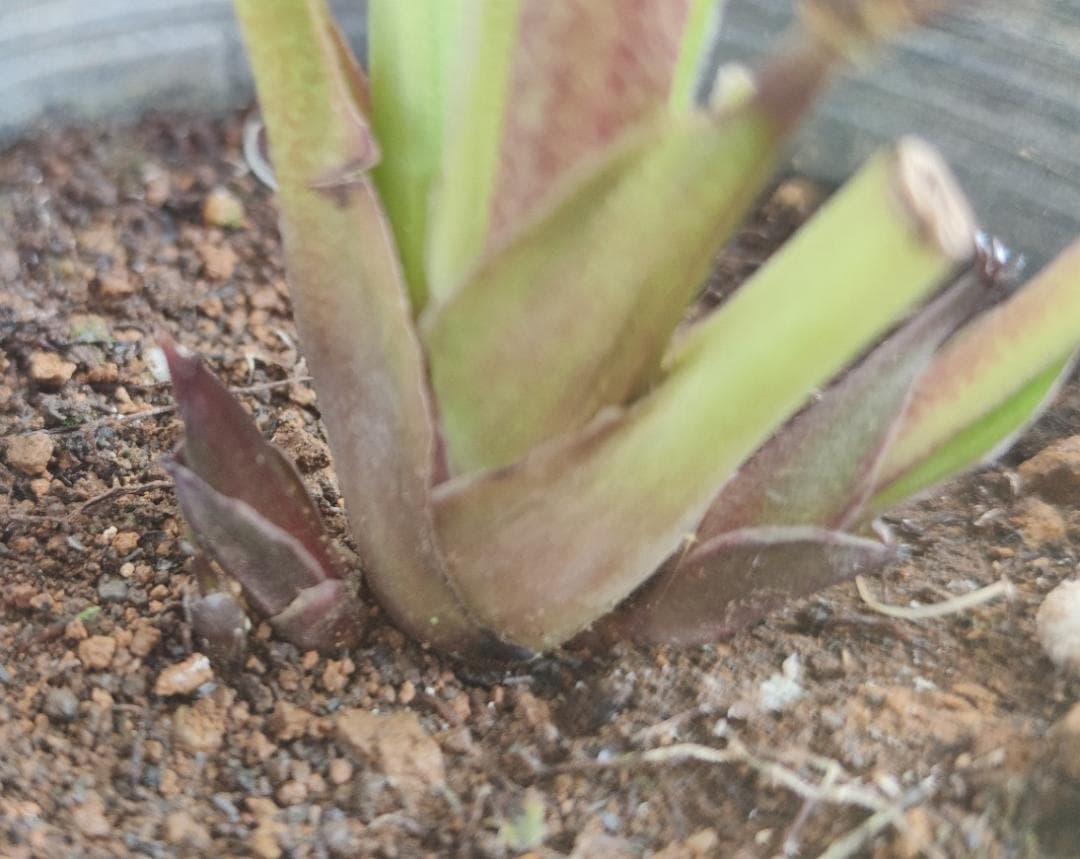 クリスマスローズ 多弁ピンクグラデーション おまけ交配 - メルカリ