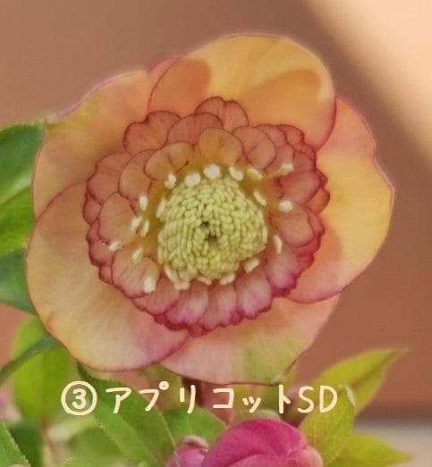 クリスマスローズ 多弁ピンクグラデーション おまけ交配 - メルカリ