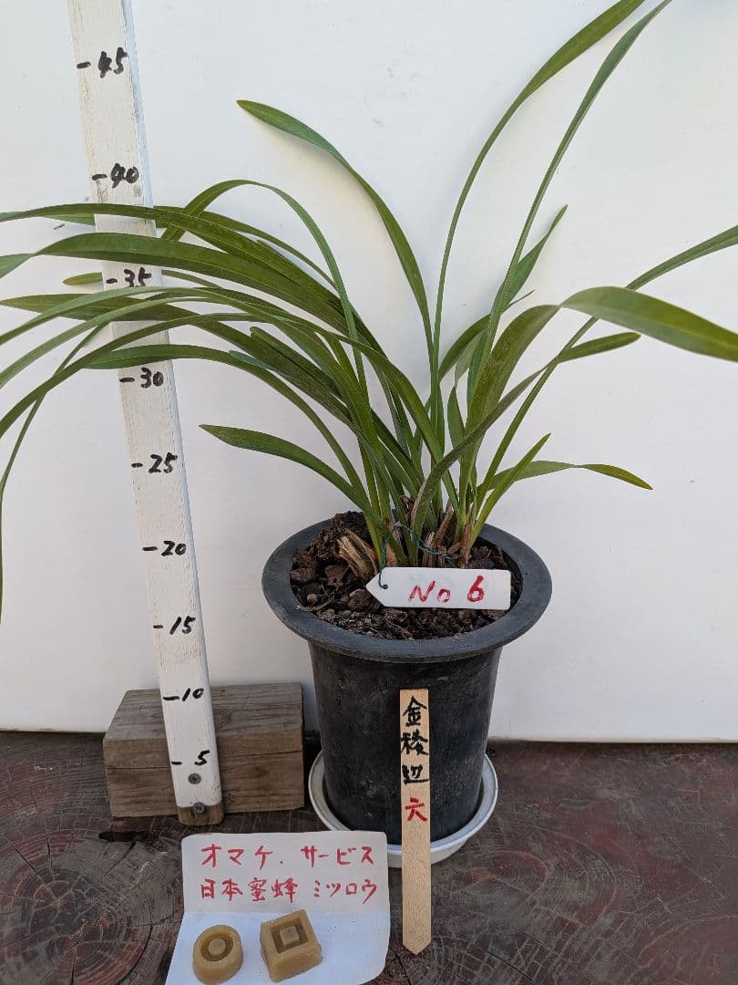 金稜辺⑥キンリョウヘン 花芽2つアリ 蜜蝋オマケ - メルカリ