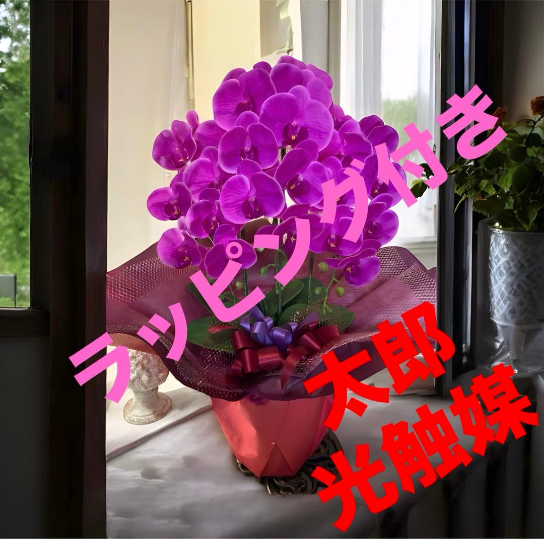 光触媒　人工観葉植物　ウォールグリーン　フェイクグリーン　胡蝶蘭リアル't