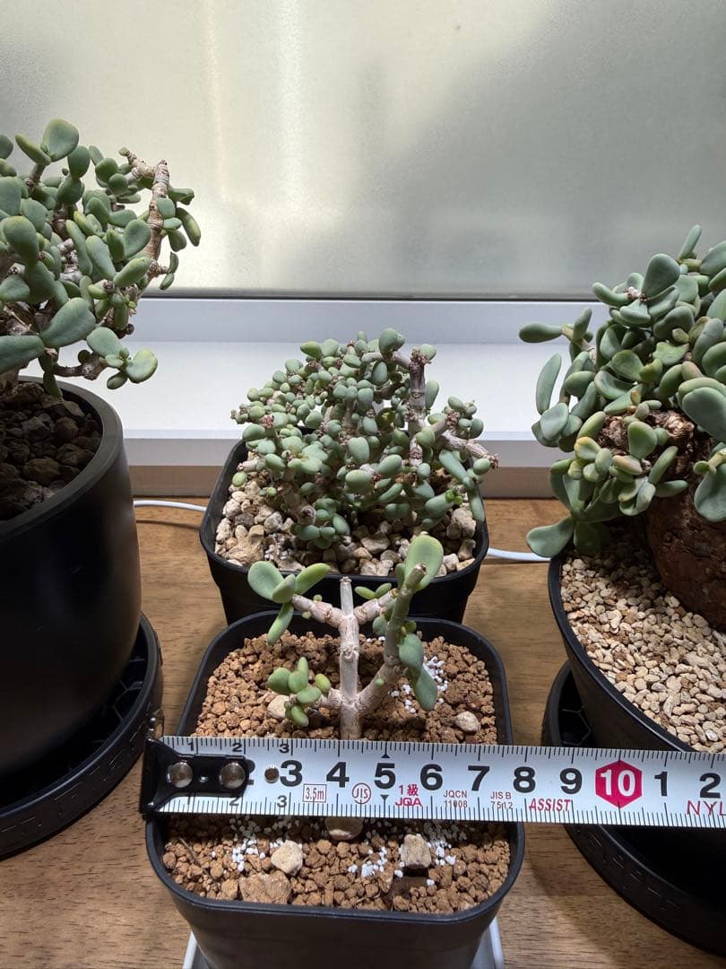 ケラリアピグマエア　セット