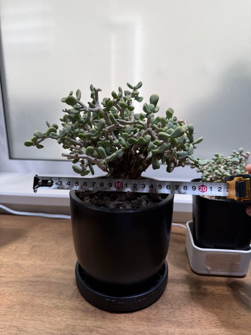 ケラリアピグマエア　セット