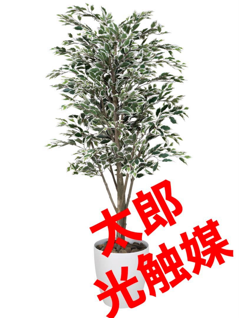 光触媒　人工観葉植物　フェイクグリーン　ベンジャミンツリー斑入リ 1.6m