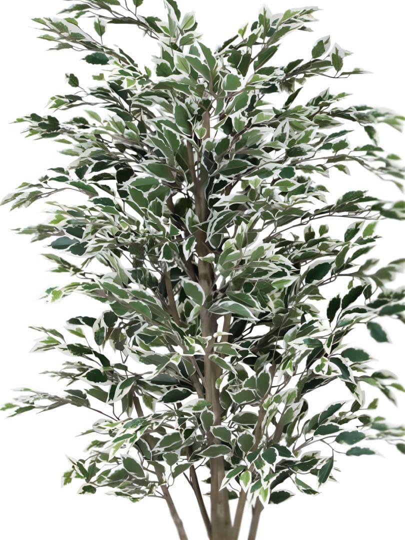 光触媒　人工観葉植物　フェイクグリーン　ベンジャミンツリー斑入リ 1.6m