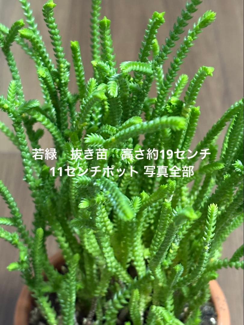 若緑 抜き苗 高さ約19センチ 11センチポット 写真全部 - メルカリ