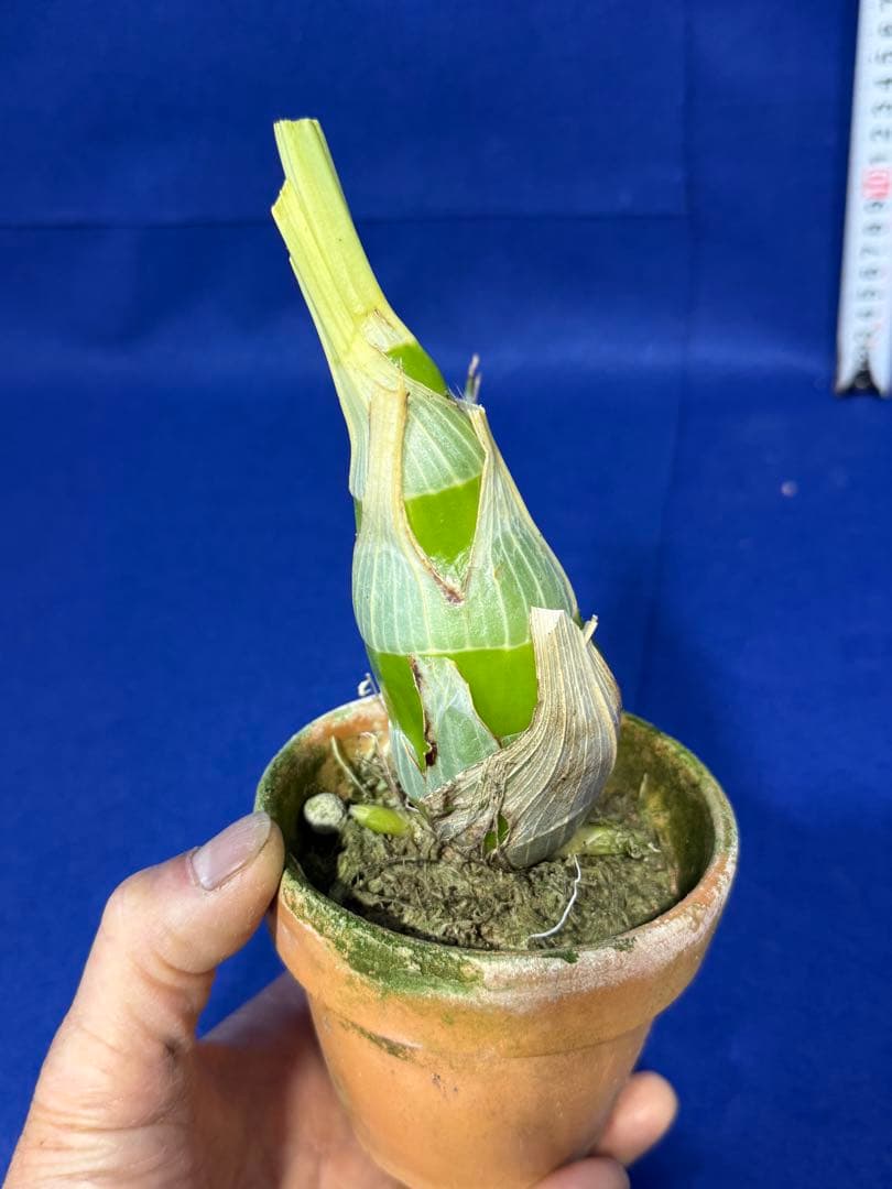 104 タケノコラン Clowesia 'Queen knight'(OG)