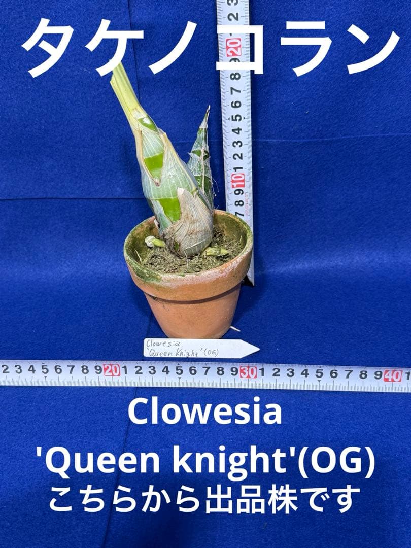 104 タケノコラン Clowesia 'Queen knight'(OG)