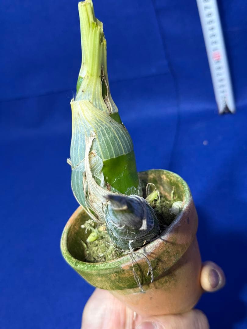 104 タケノコラン Clowesia 'Queen knight'(OG)