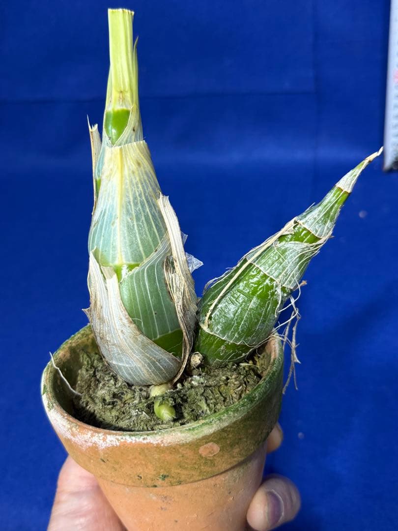 104 タケノコラン Clowesia 'Queen knight'(OG)