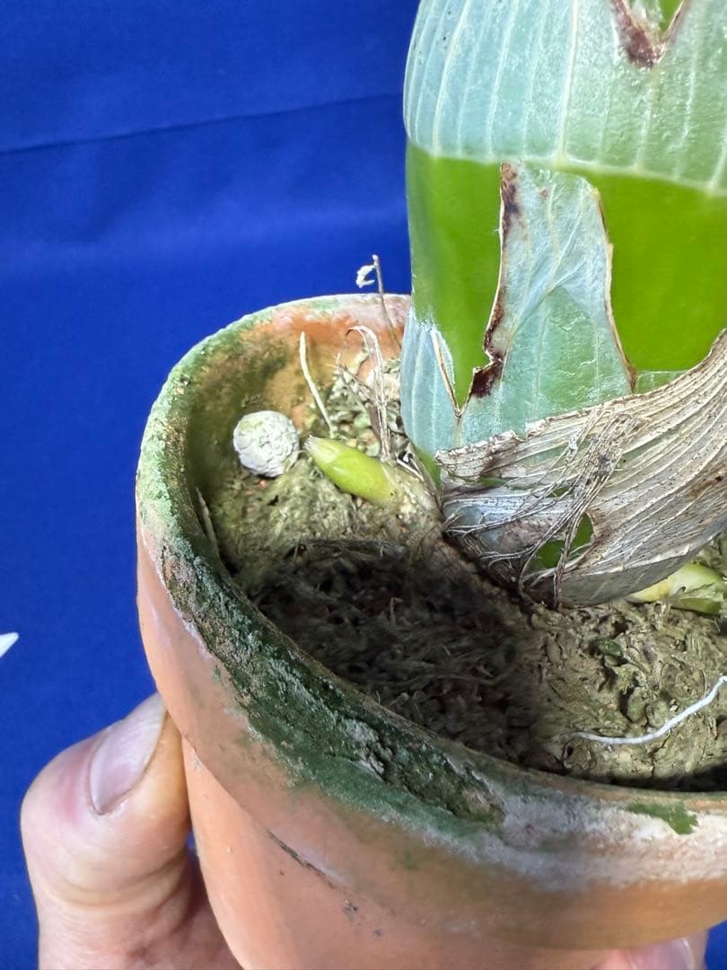 104 タケノコラン Clowesia 'Queen knight'(OG)