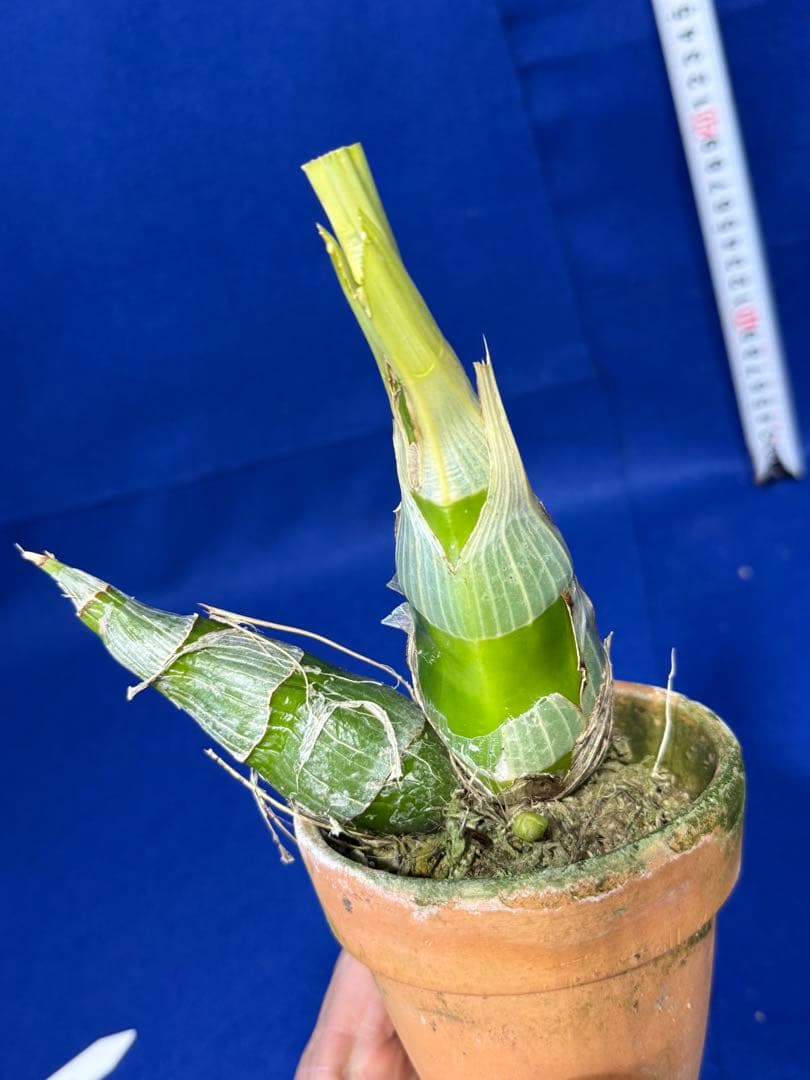 104 タケノコラン Clowesia 'Queen knight'(OG)