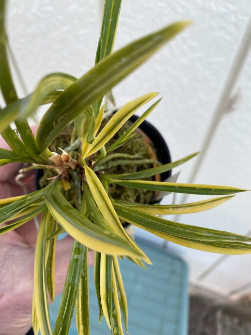 冨貴蘭 大天狗 高千穂産の縞覆輪株立ち 山野草 野生蘭 - メルカリ