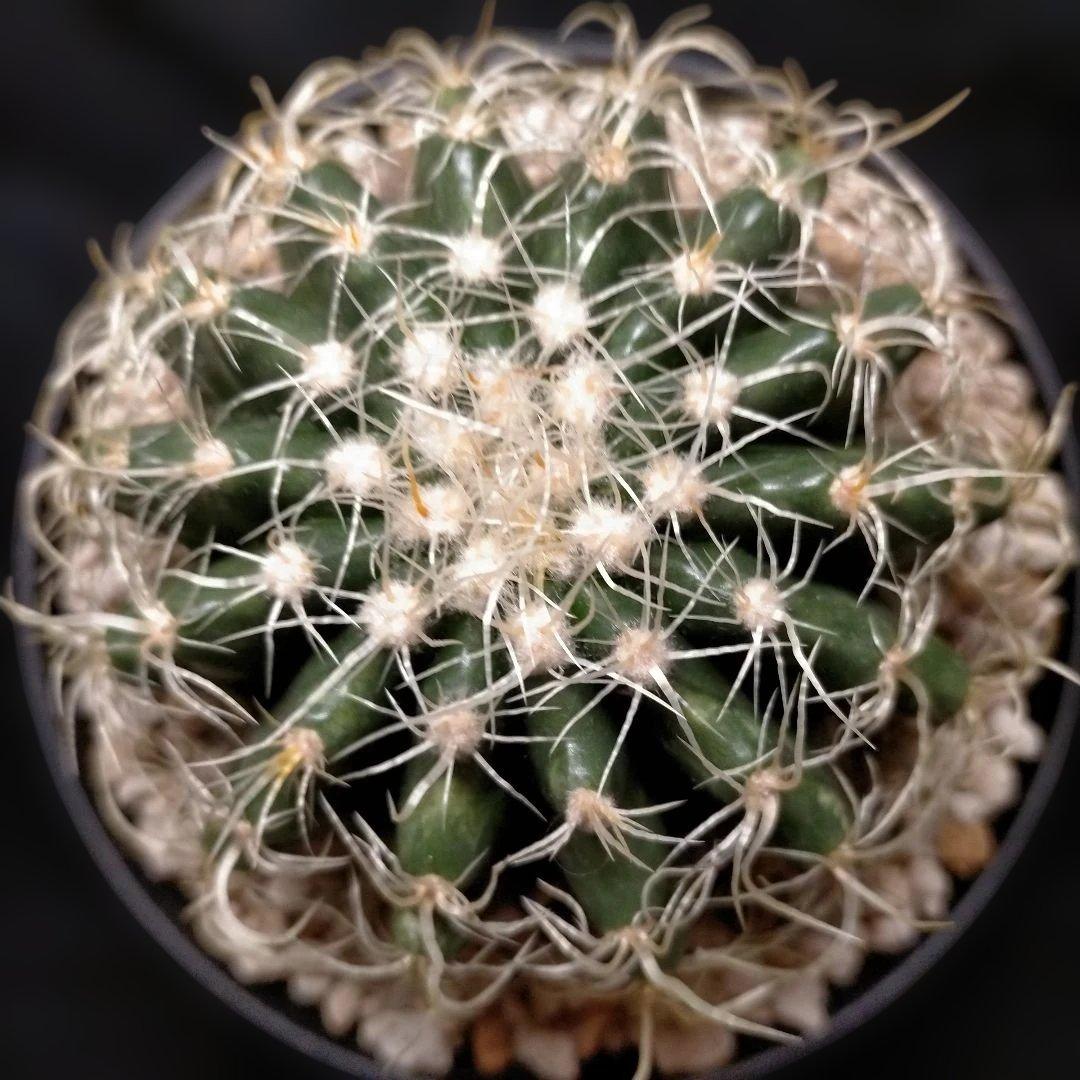 巻刺金鯱 クレンレイニア エキノカクタス 短刺 狂刺 強刺 レア メルカリ便