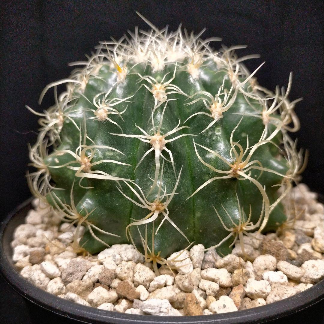 巻刺金鯱 クレンレイニア エキノカクタス 短刺 狂刺 強刺 レア メルカリ便