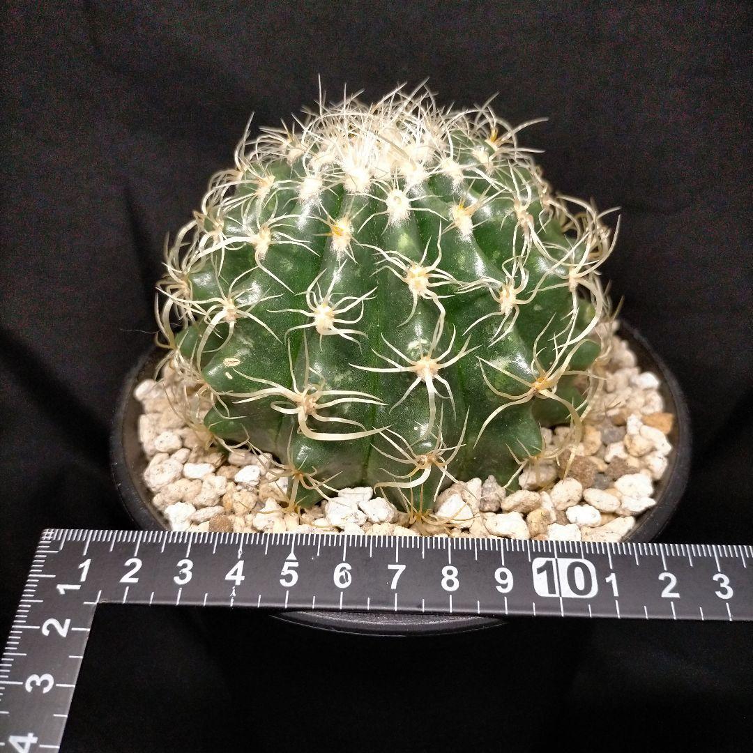 巻刺金鯱 クレンレイニア エキノカクタス 短刺 狂刺 強刺 レア メルカリ便