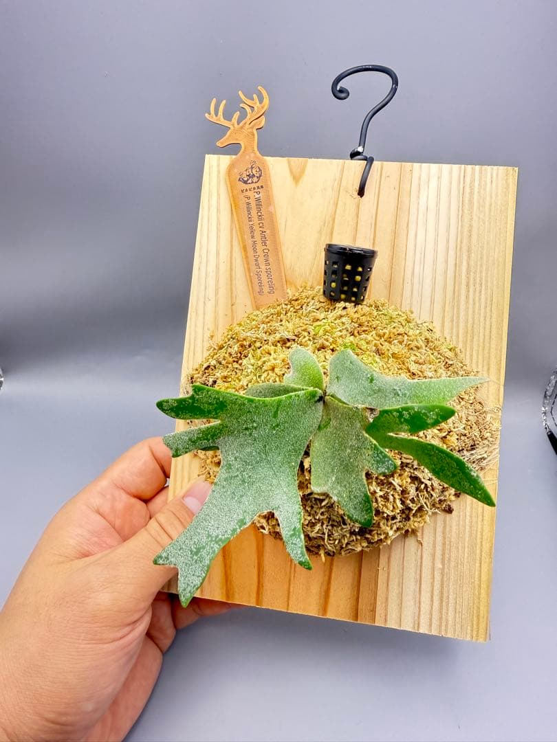 ま*ゃ様 大サイズ ビカクシタP.willinckii Antler Crown - メルカリ