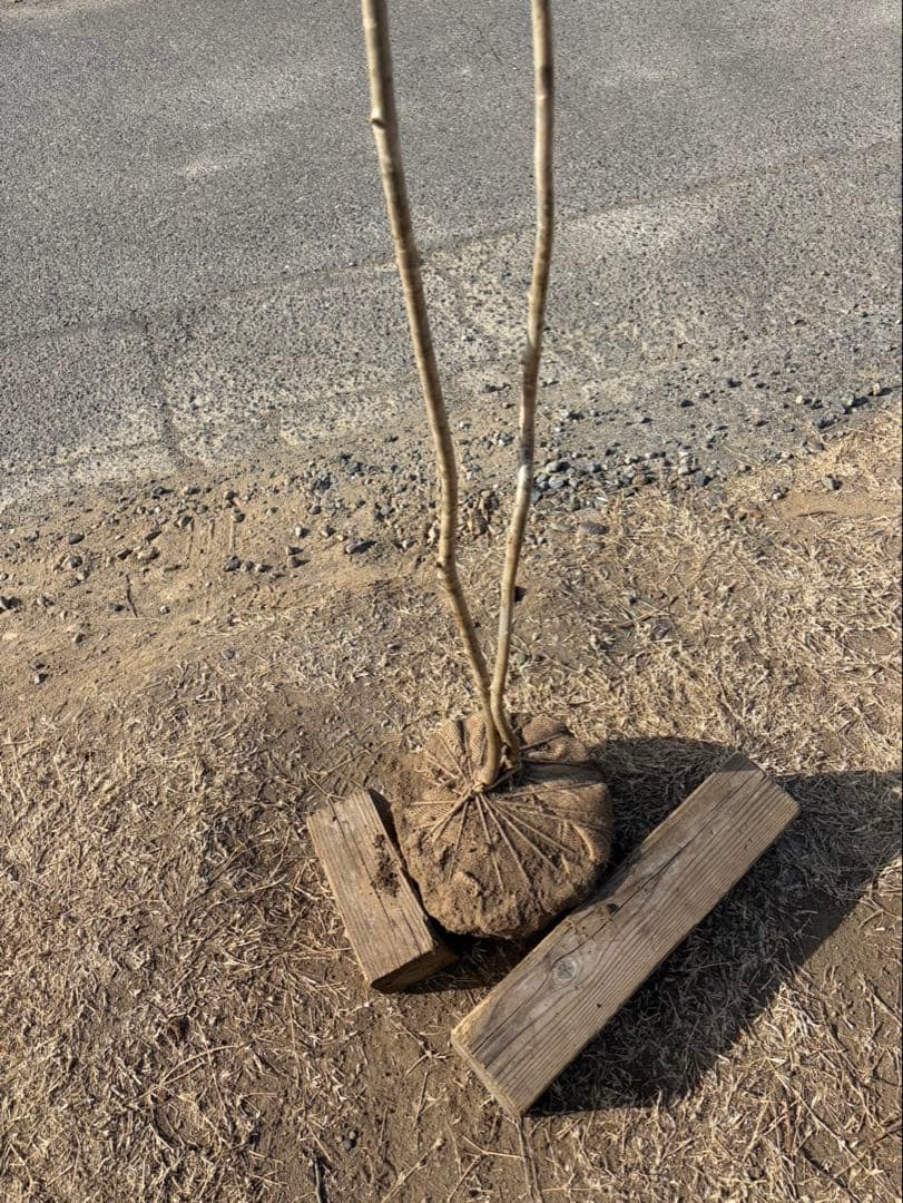 山採り アオダモ 自然樹形 株立ち 2本立ち