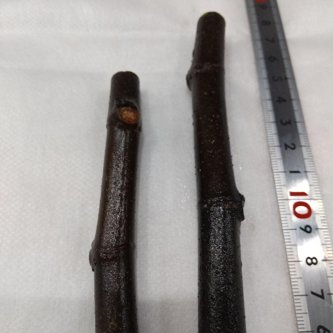 ②◆イチジク穂木2本◆ウォーターメロンラッシュ②【親木の写真あり・結実実績あり】