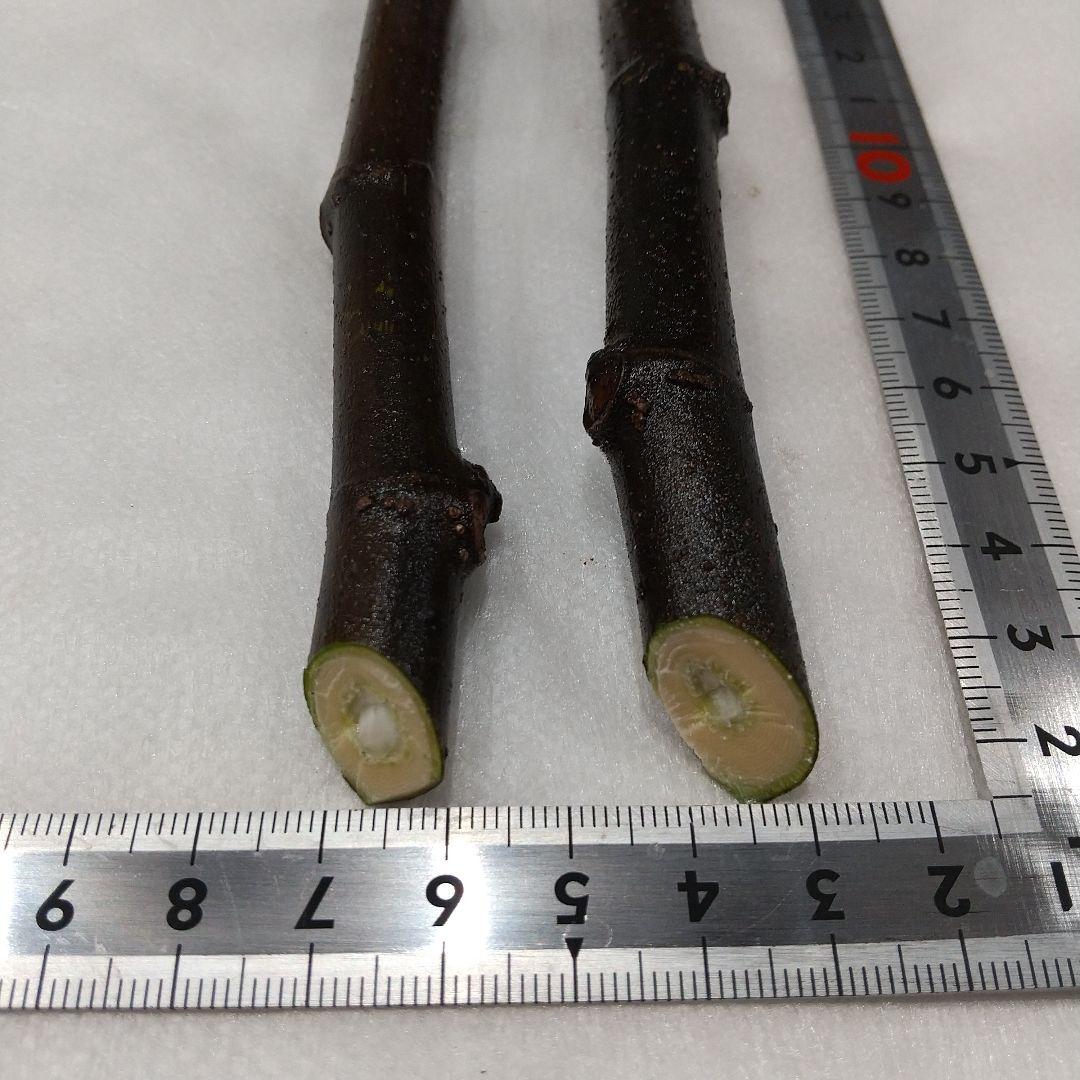 ②◆イチジク穂木2本◆ウォーターメロンラッシュ②【親木の写真あり・結実実績あり】