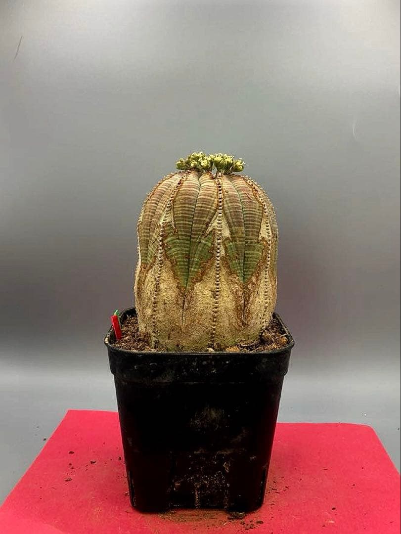 《3号GR》ユーフォルビア　オールド　オベサ　雄株