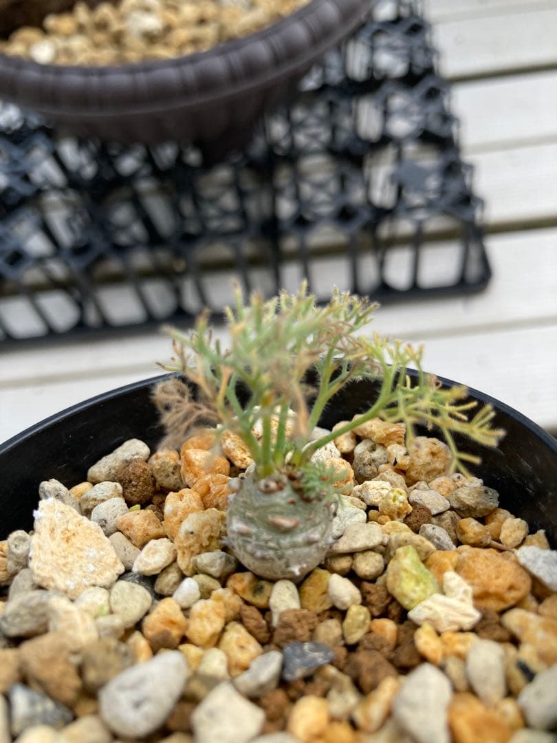 モンソニア ペニクリナム 2株セット（サルコカウロン）実生2年【鉢ごと