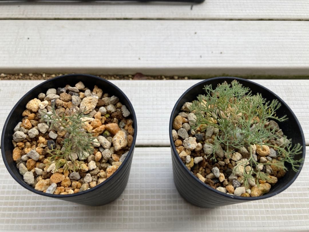 モンソニア ペニクリナム 2株セット（サルコカウロン）実生2年【鉢ごと