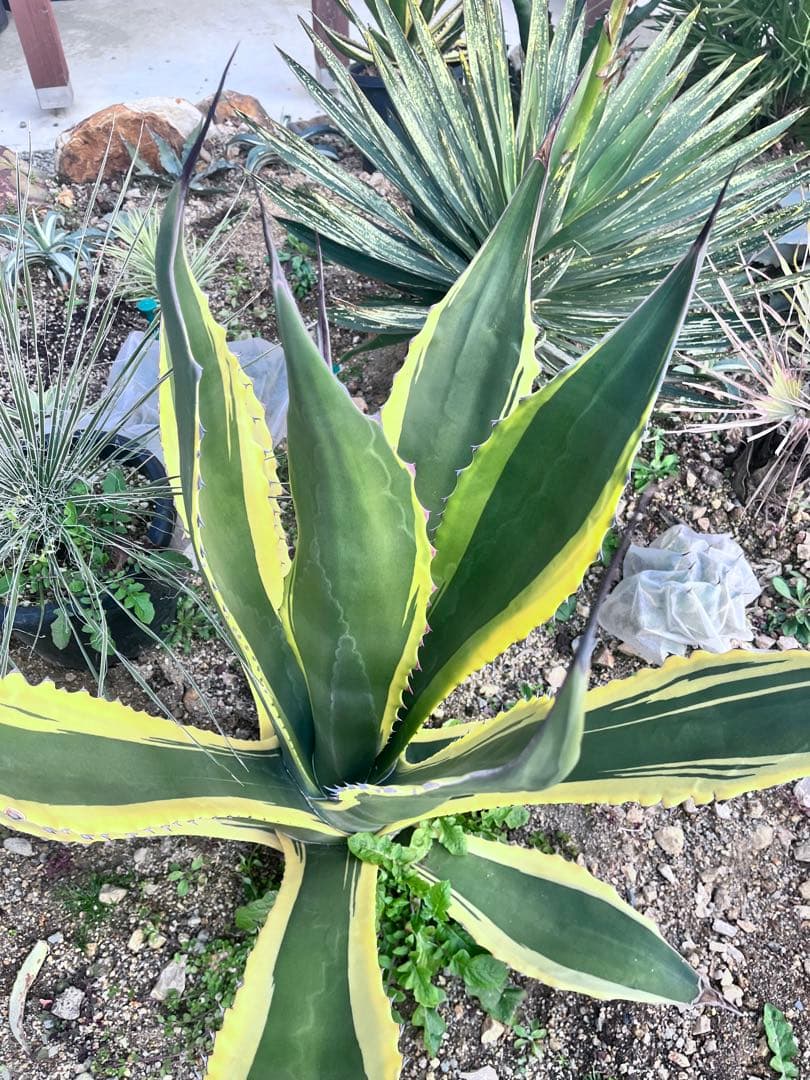【‼︎大株‼︎】アガベ　フェロックス　バターフィンガー
