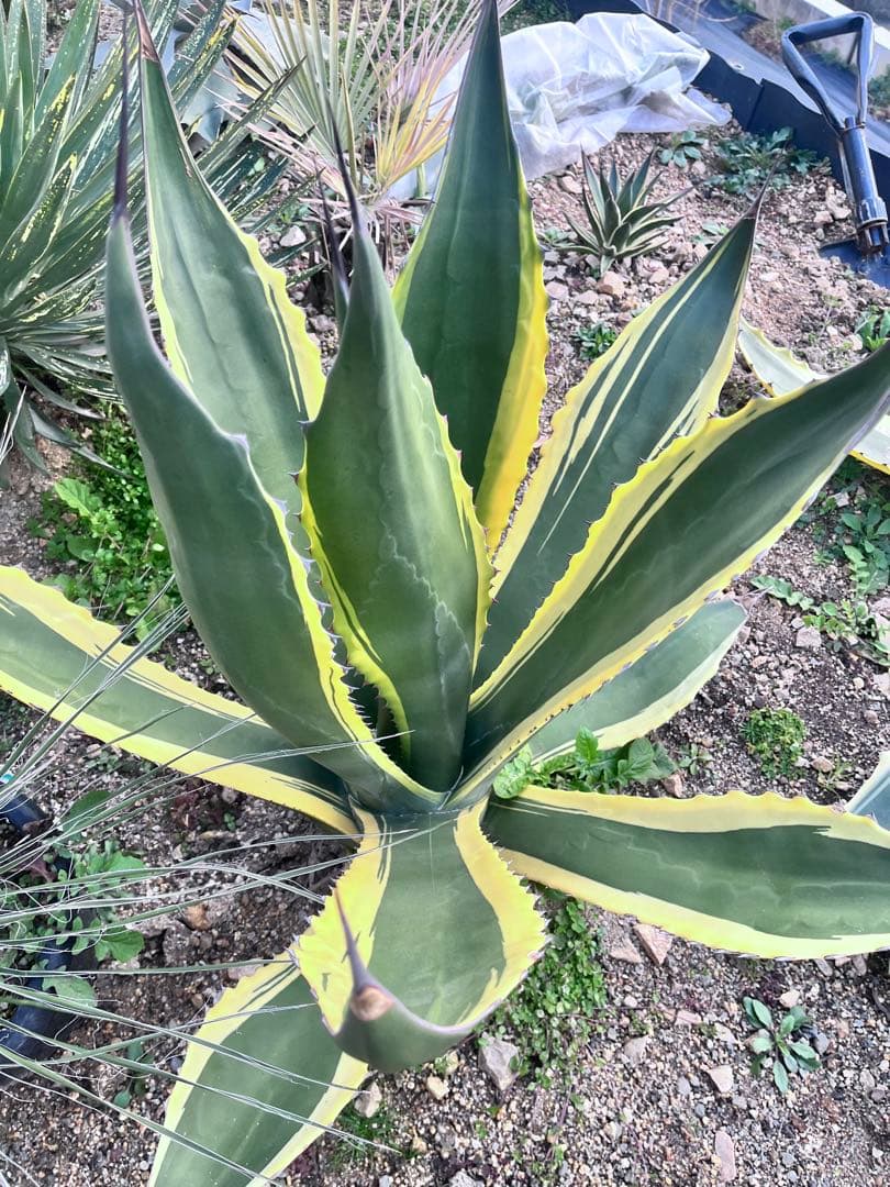 【‼︎大株‼︎】アガベ　フェロックス　バターフィンガー